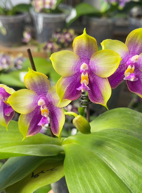 485  2.5寸三梗弥陀AMM229（福利）