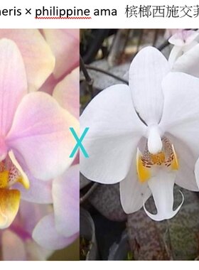 清华花卉原种趣味蝴蝶兰