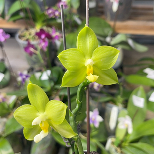 1836 2.8寸三梗JG2318