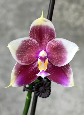 弥陀芙蓉MCL337清华花卉基地直销原生种珍奇类蝴蝶兰