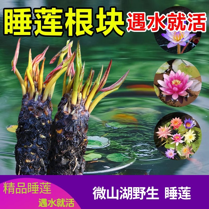睡莲水培植物四季开花苞荷花鱼缸水养庭院花盆大小睡莲花苗莲根块