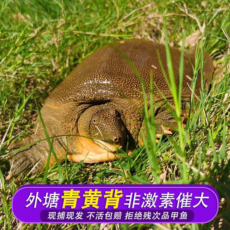 甲鱼鲜活食用中华鳖团鱼圆鱼商用甲鱼