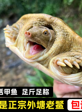 甲鱼鲜活食用生态野外生长老鳖外塘散养公母水鱼新鲜活体王八青黄