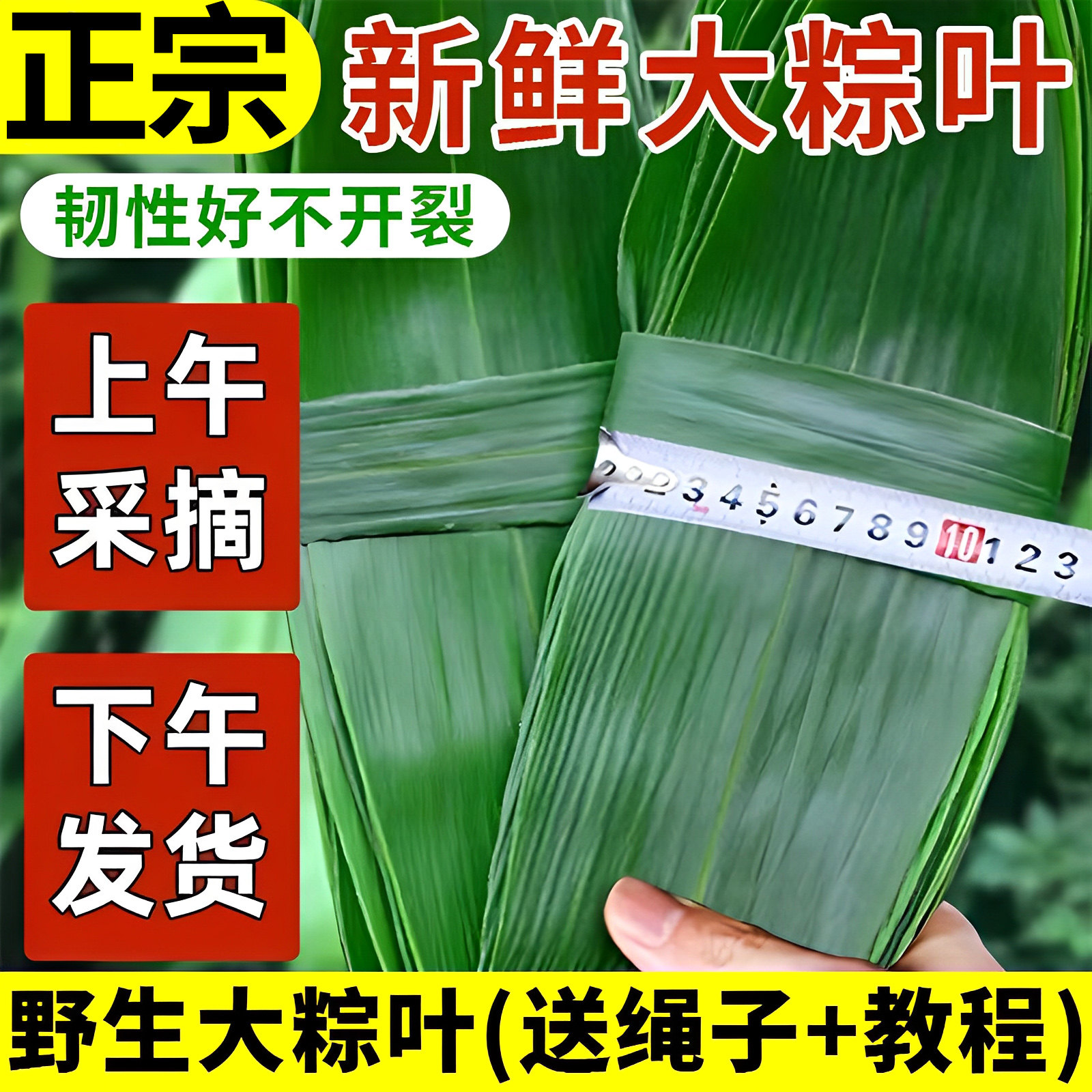 正宗粽叶新鲜粽子叶大号包粽子专用旗舰店芦苇粽叶箬叶端午包粽