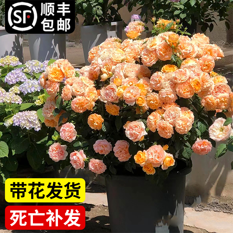 月季花苗特大花卉灌木盆栽果汁阳台爬藤植物玫瑰蔷薇绿植四季开花