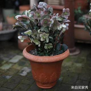 爱上花园粗制陶盆粗陶花盆器陶缸园艺阳台露台透气行道树的花杯