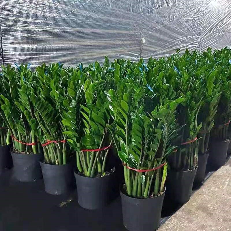 金钱树盆栽植物室内客厅r大盆办公室绿植大棵钱串子发财树盆景大