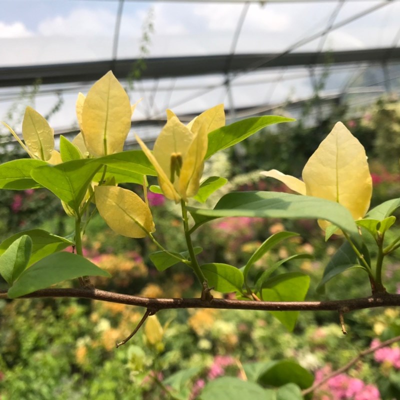 三角梅苏瓦纳扦插苗