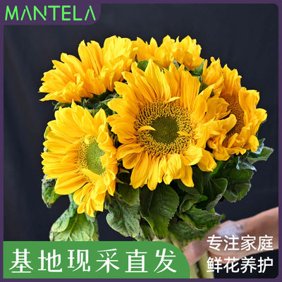 向日葵鲜花室内插瓶水养教师节花