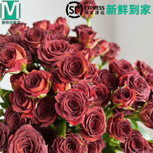 巧克力泡泡多头玫瑰花云南直发鲜花卡布奇诺鲜切花家用插花速递花