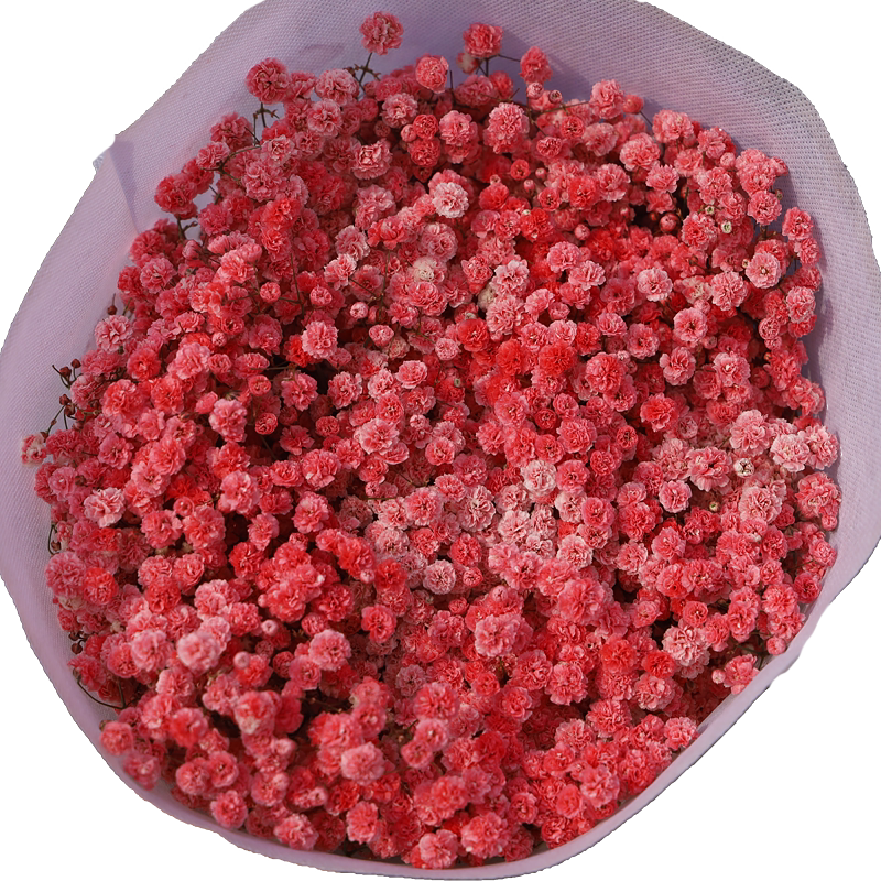 蓝色满天星鲜花云南基地直发白色满天星新鲜花满天星干花配草鲜花