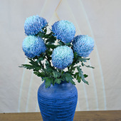 牡丹菊鲜花云南基地直发顺丰 包邮 青花瓷富贵牡丹菊一扎5枝鲜切花