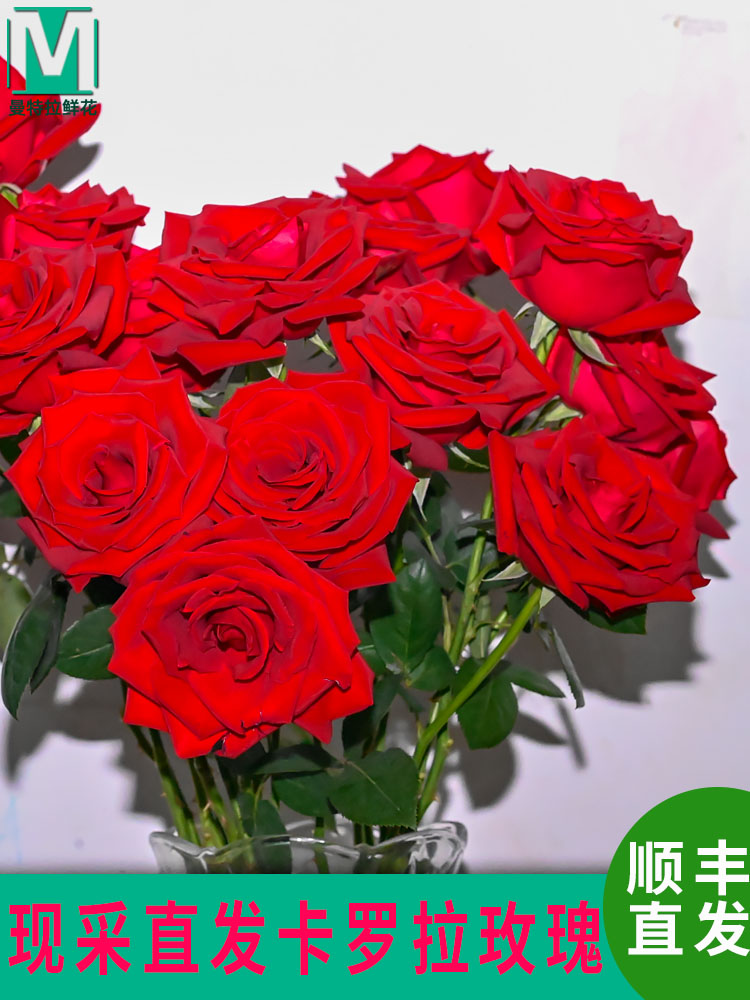 云南新鲜鲜花卡罗拉玫瑰花基地顺丰直发红玫瑰鲜切花婚礼客厅水养