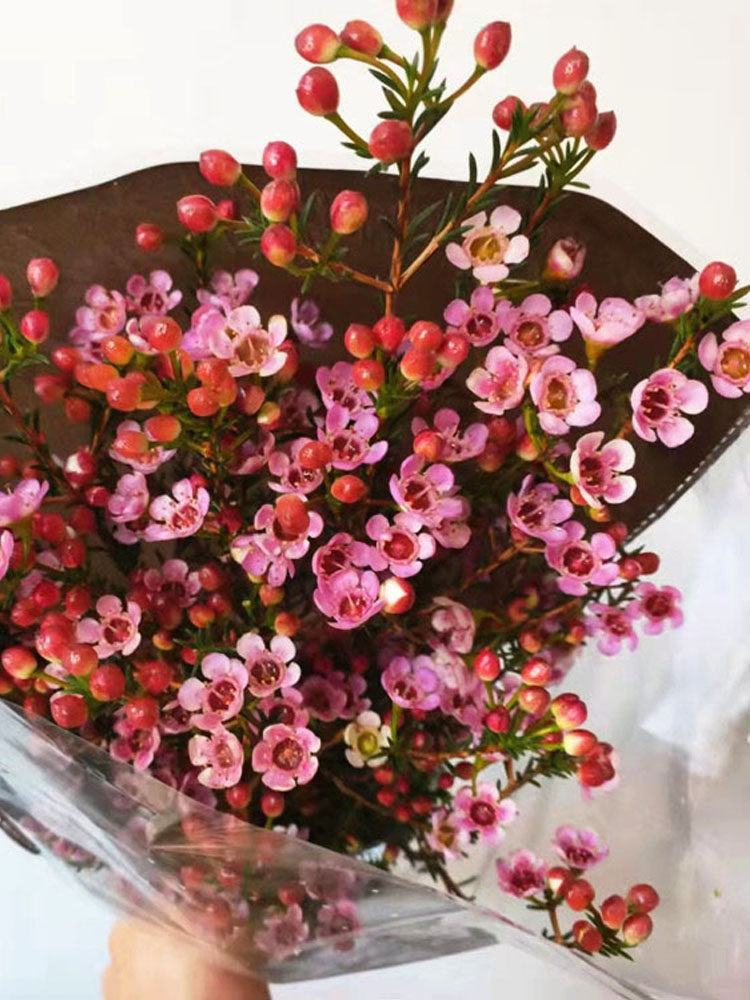 澳洲腊梅高级感花束插瓶室内水培鲜花基地鲜花云南昆明斗南直发花