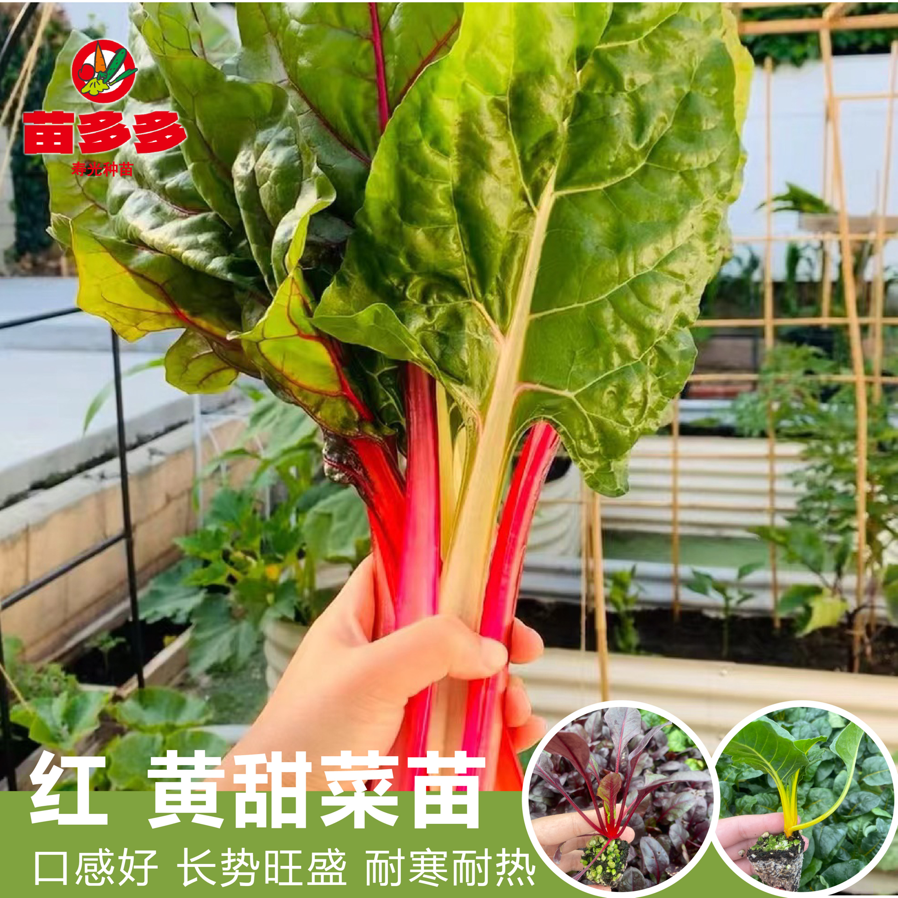 红甜菜种苗好种植多次采颜色好看