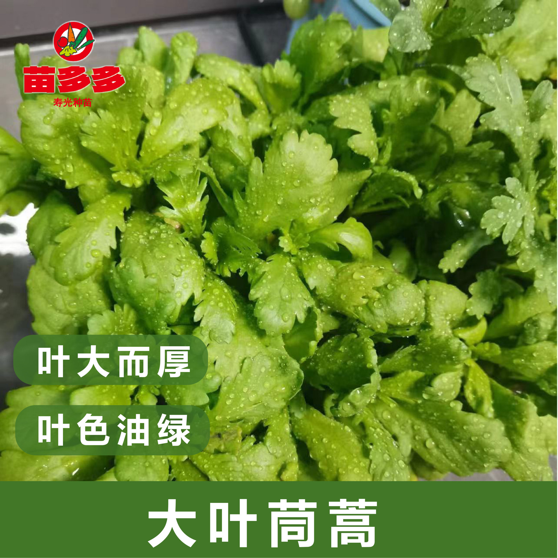 大叶茼蒿种子小叶茼蒿菜种籽皇帝菜种孑蔬菜种籽茼蒿蒿子秆菜种籽