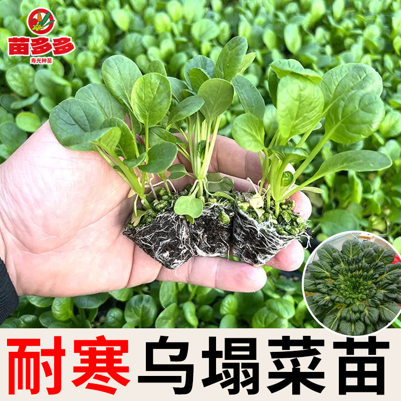 乌塌菜苗秧子耐寒乌塌菜黄心乌塌菜小叶秋冬四季阳台盆栽苗蔬菜苗