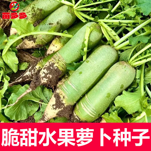 脆甜水果萝卜种子四季播种