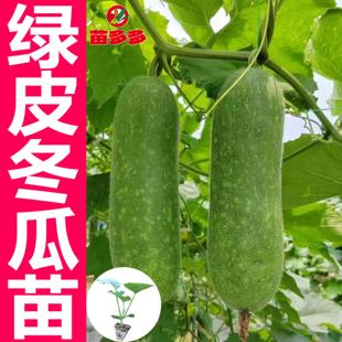 青皮冬瓜苗秧老品种冬瓜种子特大黑皮大冬瓜种四季种植高产带土苗