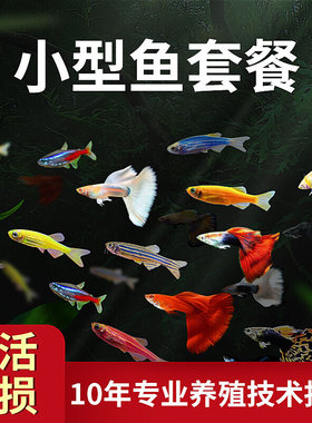 热带观赏活鱼好养宝莲灯斑马淡水金鱼苗神仙孔雀小型红绿灯科小鱼
