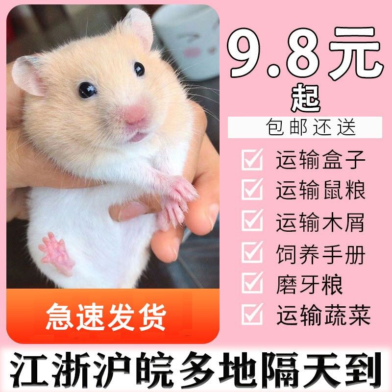 小仓鼠活物三线紫仓一对活体送笼子金丝熊活体宠物已打疫苗带笼