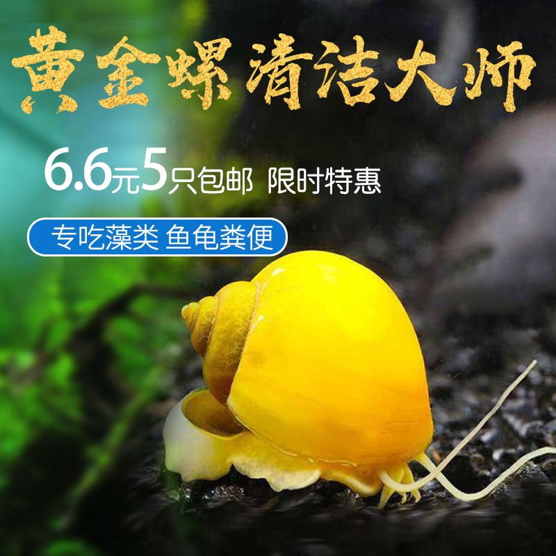 黄金螺除藻螺观赏螺鱼缸清洁螺吃藻螺苹果螺斑马螺吃粪工具淡水螺