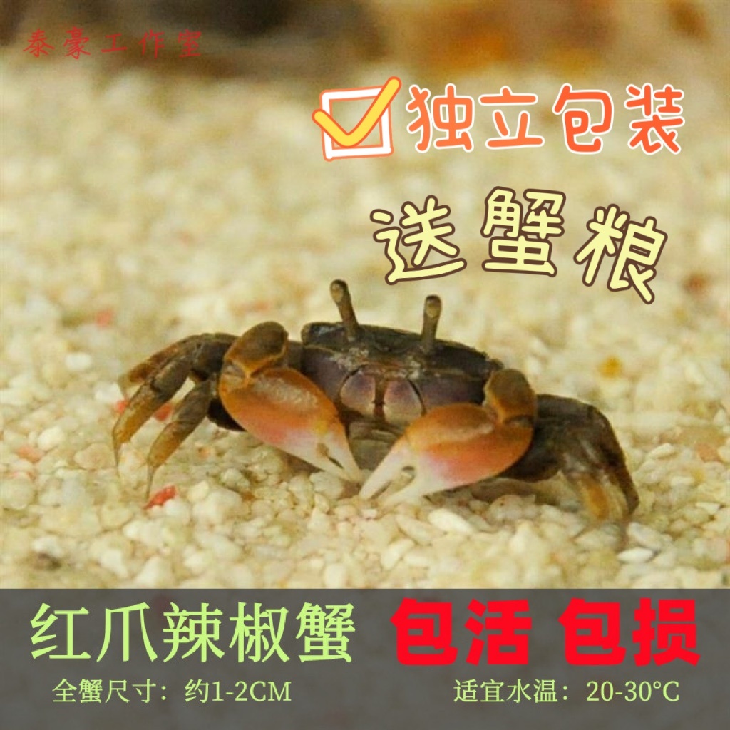 迷你蟹辣椒蟹观赏蟹可与灯科鱼孔雀鱼虾斑马鱼混养吃涡虫除藻活体