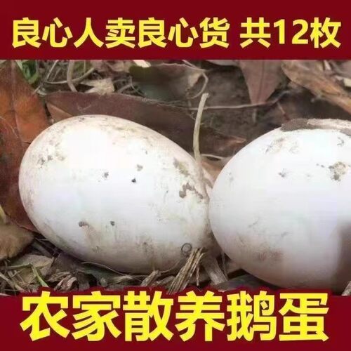 12个220-260g克河边散养土鹅蛋新鲜孕妇正宗农家鹅蛋家养现捡现发