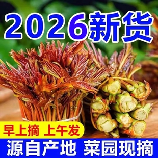 红油香椿芽新鲜四川头茬香椿嫩芽野生当季蔬菜非咸菜现摘现发包邮