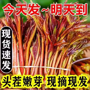 红油香椿芽新鲜四川头茬香椿嫩芽野生当季蔬菜非咸菜现摘现发包邮