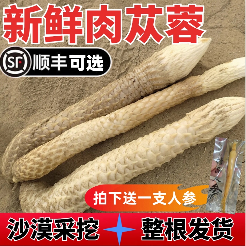 内蒙古阿拉善新鲜肉苁蓉中药材整根锁阳淫羊藿泡酒料特级沙漠人参