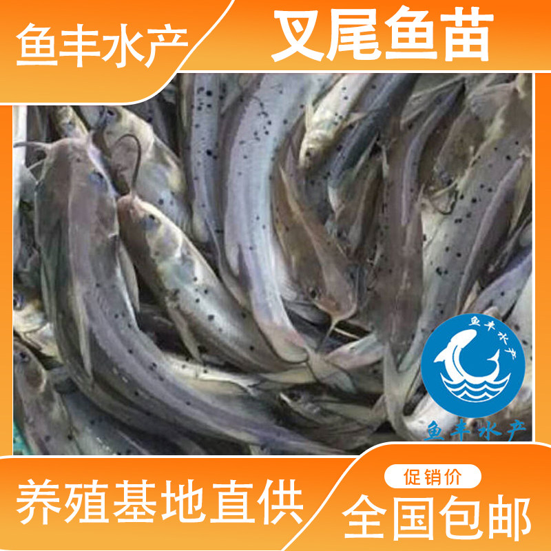 优质叉尾鱼苗斑点叉尾鮰鱼 钳鱼苗沟鲶鱼苗回鱼淡水养殖包邮