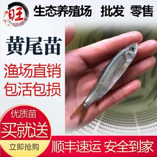 黄尾鱼苗黄尾密鲴黄姑锢活体鱼苗黄尾巴淡水鱼苗翘嘴草鱼花鲢鳊鱼