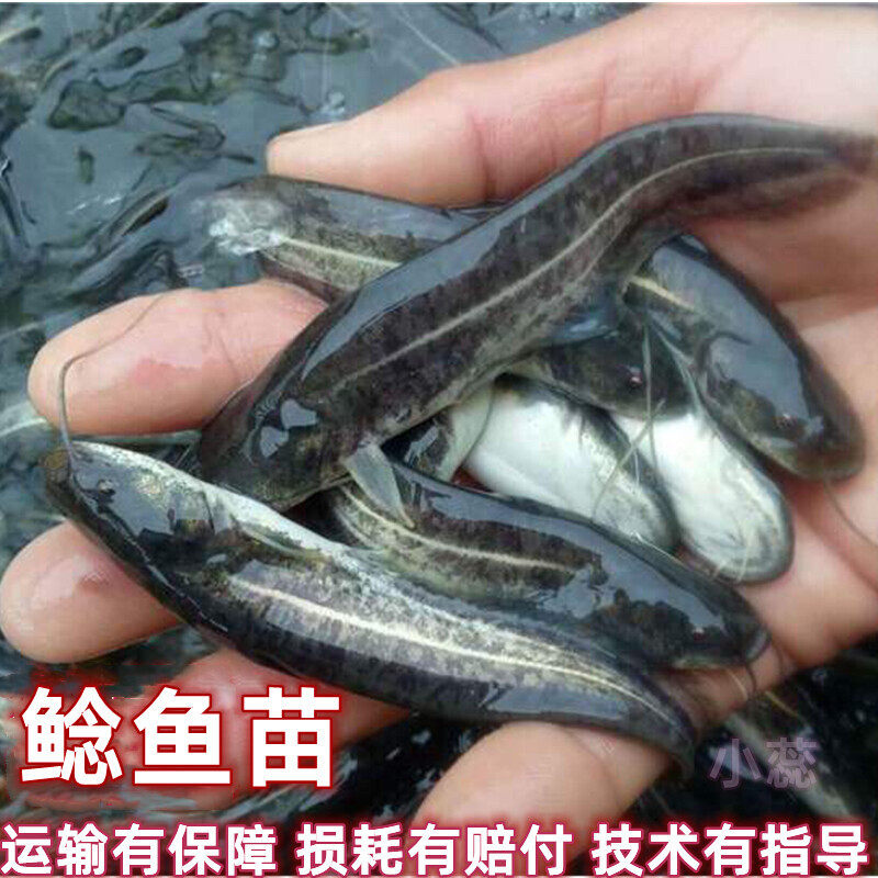 优质南方大口鲶鱼苗 杂交鲇鱼 鱼