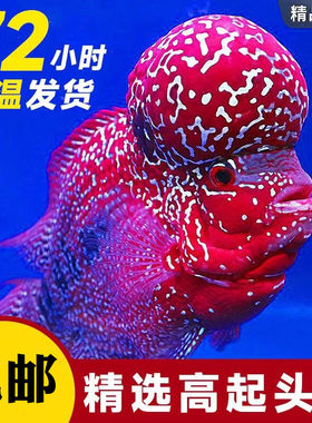 罗汉鱼活体泰国进口起头鸿运金花帝王火凤亚成热带观赏鱼苗好养