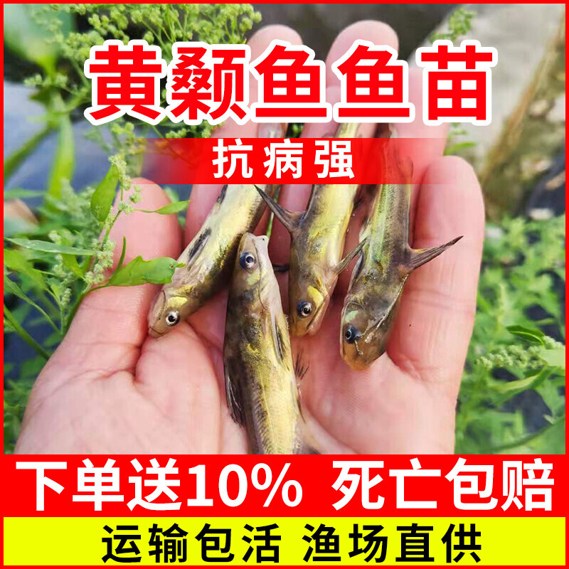 黄颡鱼苗活体淡水养殖嘎鱼昂刺黄丫头黄鸭叫黄骨黄辣丁鱼苗小鱼苗