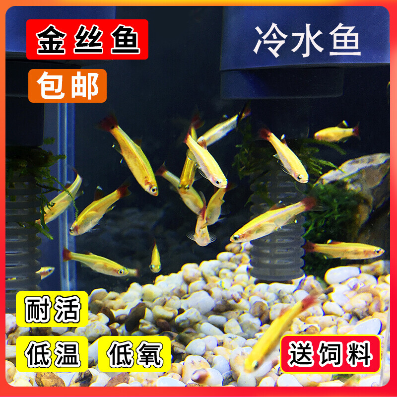 白云金丝鱼活体小型原生鱼冷水鱼观赏原生鱼红尾灯科荷兰金丝鱼