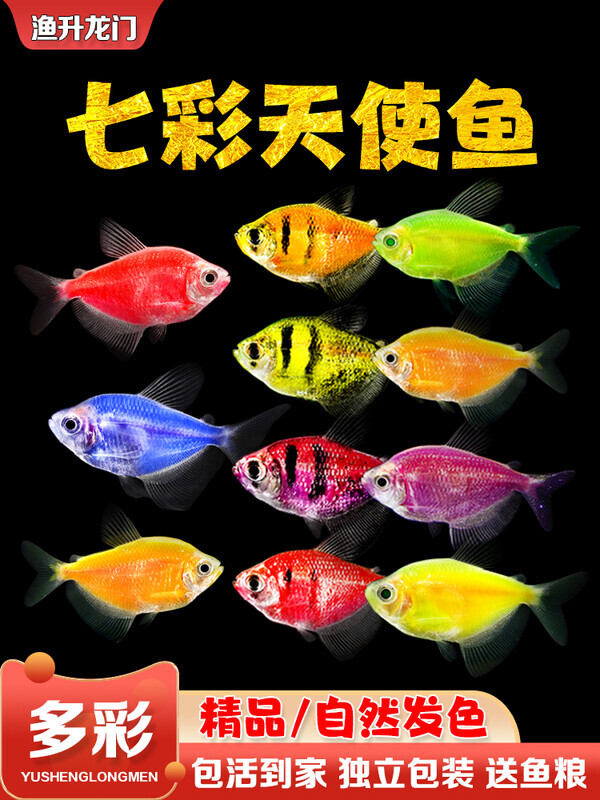 天使鱼活体观赏鱼大号五彩裙好养淡水群游荧光紫衣绿衣小型热带鱼