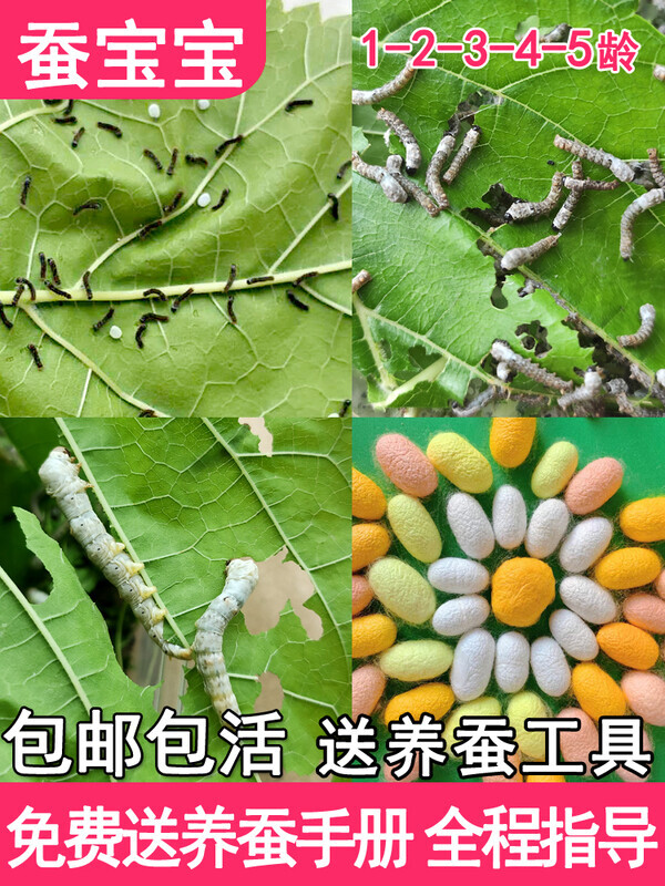 蚕宝宝学生养蚕套装活物春蚕卵幼虫金丝蚕种七彩12龄新鲜桑叶喂蚕