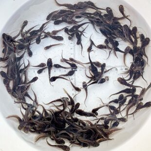 大口鲶鱼苗南方大口鲶鲶鱼河鲶土鲶鱼六须鲶胡子鲶凶猛鱼鲶鱼活。