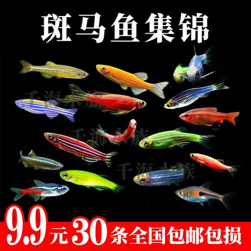 灯科鱼活体红绿灯鱼集锦斑马鱼小型热带淡水鱼观赏型金丝冷水鱼