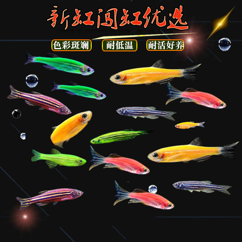 小型热带鱼观赏鱼红斑马蓝斑马荧光翡翠绿蓝色斑马蓝莓斑马闯缸鱼