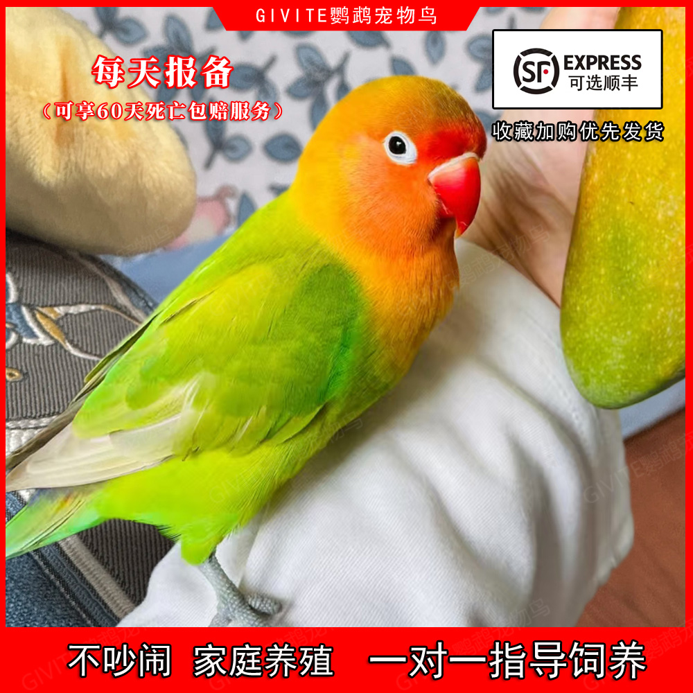 牡丹鹦鹉活鸟墨黑头虎皮手养小鸟