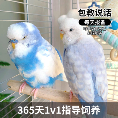 虎皮鹦鹉活鸟幼手养大头虎皮鹦鹉