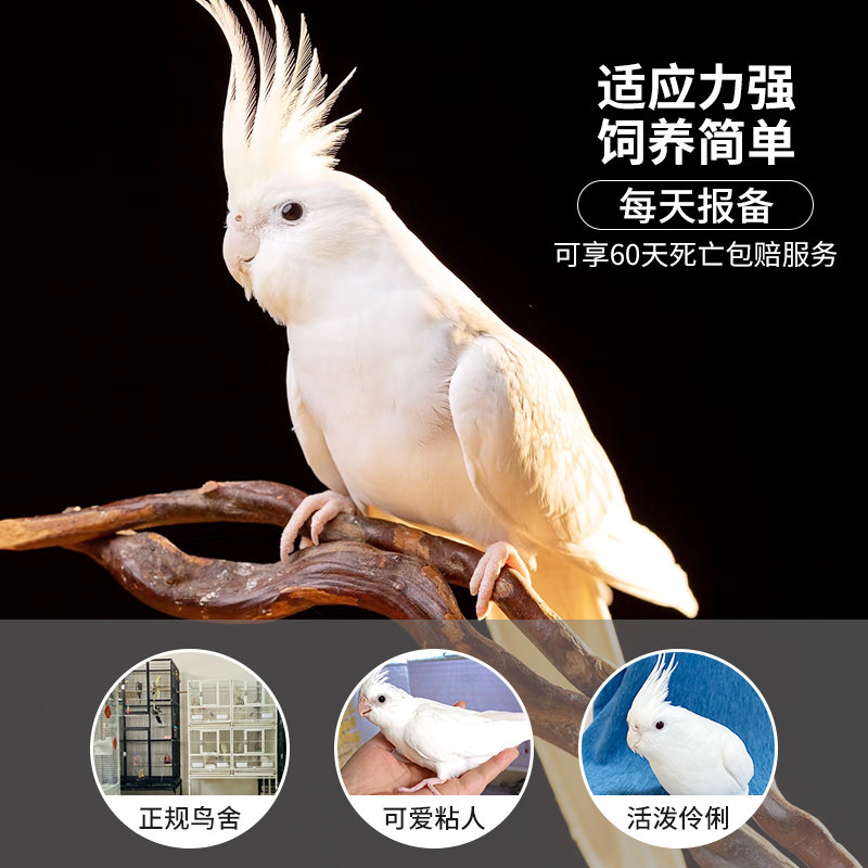 玄风鹦鹉活鸟雏鸟幼鸟幼崽半毛纯手养黄化白化派特金冠玄凤鹦鹉鸟