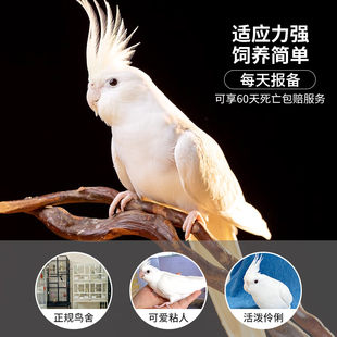 玄风鹦鹉活鸟雏鸟幼鸟幼崽半毛纯手养黄化白化派特金冠玄凤鹦鹉鸟