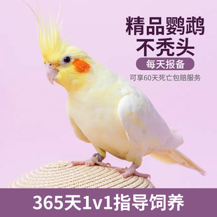 玄凤鹦鹉活鸟会学说话可手养玄风一对活物观赏鸟黄化玄风半毛雏鸟