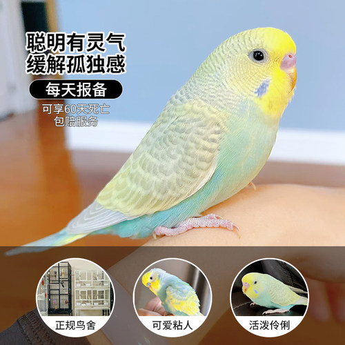 大头虎皮鹦鹉每天报备享60天包赔