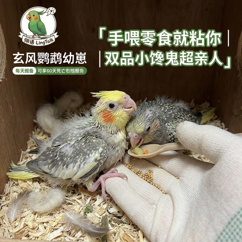 玄风鹦鹉活鸟幼崽黄化珍珠花幼鸟