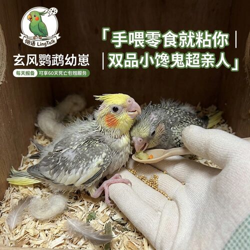 玄凤鹦鹉活鸟幼崽黄化珍珠花幼鸟